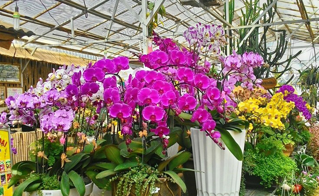 anh dep hoa lan ho diep ngay tet 2