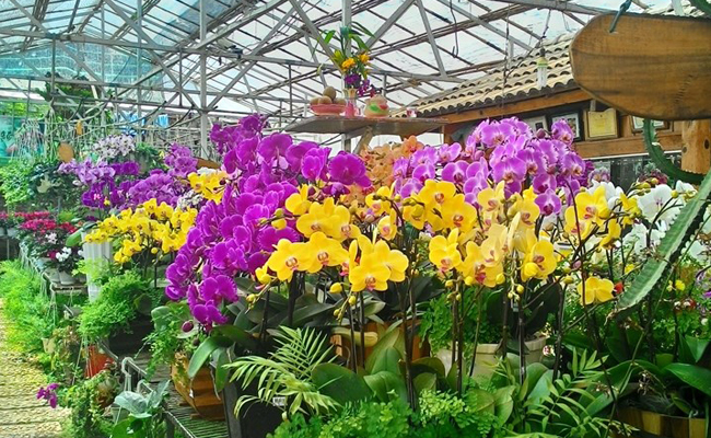 anh dep hoa lan ho diep ngay tet 3