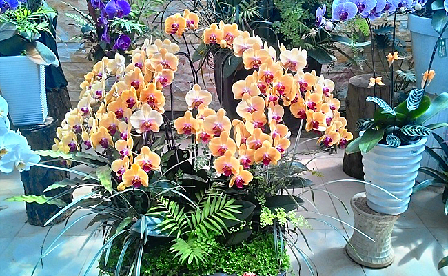 anh dep hoa lan ho diep ngay tet 4