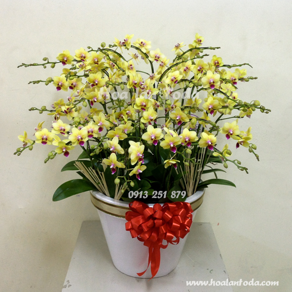 Chưng hoa lan hồ điệp tết mang tài lộc về nhà năm mới 2021 1_Chau-hoa-vang-mini-30-canh_Gia-4800000